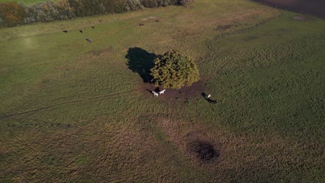 Horses-stand-by-tree-with-long-shadow-Gorgeous-aerial-view-flight-of-horse-on-field-Meadow-pasture-green-landscape,-Germany-fall-2022