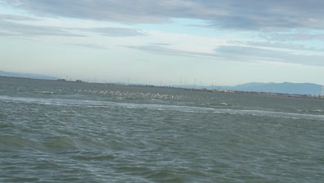 Bandada-De-Aves-Marinas-Desde-Un-Velero-En-La-Bahía-De-San-Francisco-Cerca-Del-Puerto-Deportivo-De-Redwood-City-Al-Atardecer