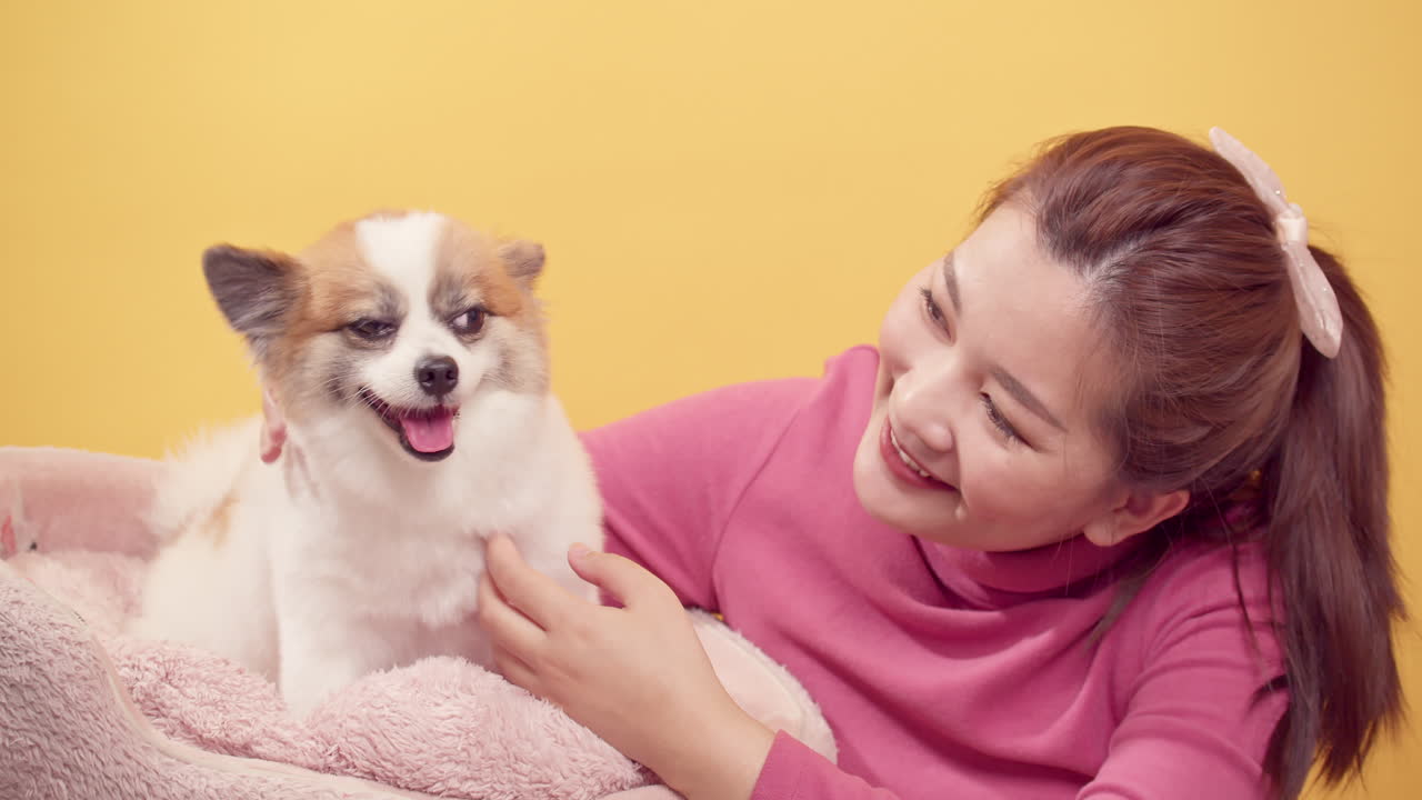 밝은 노란색 배경-2에서 휴식을 위해 치와와 믹스 포메라니안 개와 함께 노는 아시아의 화려한 젊은 여성