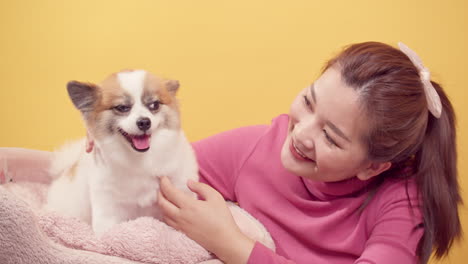 밝은 노란색 배경-2에서 휴식을 위해 치와와 믹스 포메라니안 개와 함께 노는 아시아의 화려한 젊은 여성