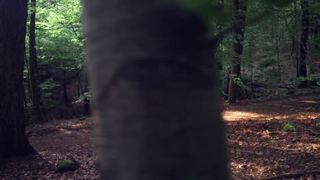 Blick-Auf-Ein-Mädchen-In-Rosafarbenem-Kleid,-Das-Auf-Einem-Pfad-Im-Dichten-Wald-Spazieren-Geht