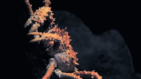 closeup of japanese porcupine crab - species of king crab in the aquarium