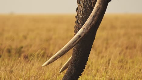 slow motion of african elephant big tusks and trunk close up, africa animal in masai mara, kenya, wildlife ivory trade concept, large male bull on safari in kenyan maasai mara national reserve