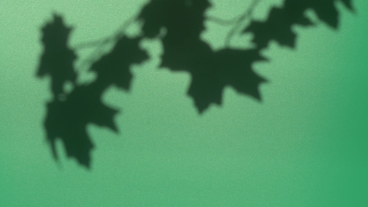 Abstract nature background of leaves shadow silhouette on wall moving by wind