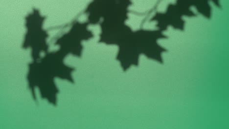 abstract nature background of leaves shadow silhouette on wall moving by wind
