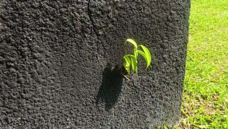 small grass growing on a wall