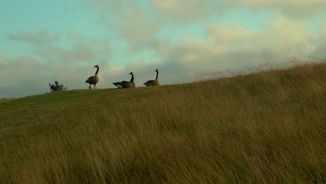 four canadian geese hanging out at bandon dunes golf course, beautiful nature scene with nice lighting and moving clouds and grass