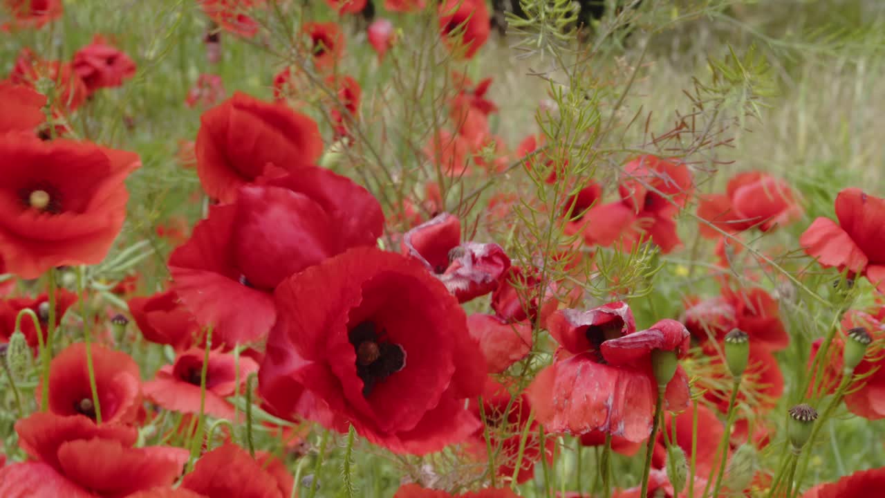 폭풍 이전에 강한 바람은 모든 방향으로  ⁇ 은 파피 식물을 구부립니다.