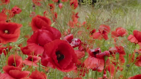 los fuertes vientos antes de la tormenta doblan las plantas de amapola roja en todas direcciones