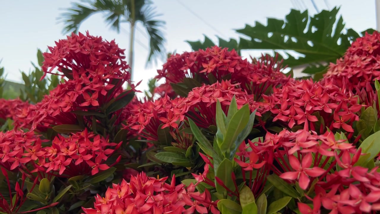 Bunga Ixora Merah Cerah Bermekaran di Taman Tropis