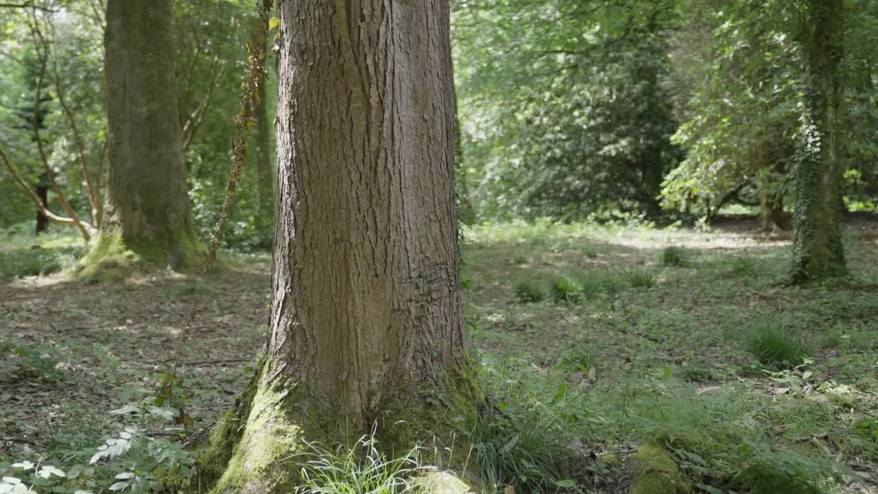 Gimbal shot orbiting a tree trunk in slow motion