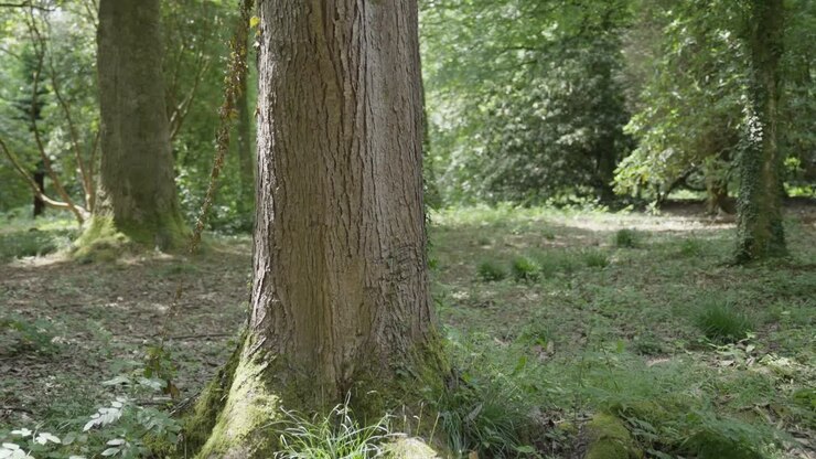Gimbal shot orbiting a tree trunk in slow motion