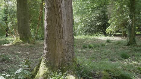 Gimbal-shot-orbiting-a-tree-trunk-in-slow-motion