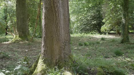 gimbal disparó orbitando un tronco de árbol en cámara lenta
