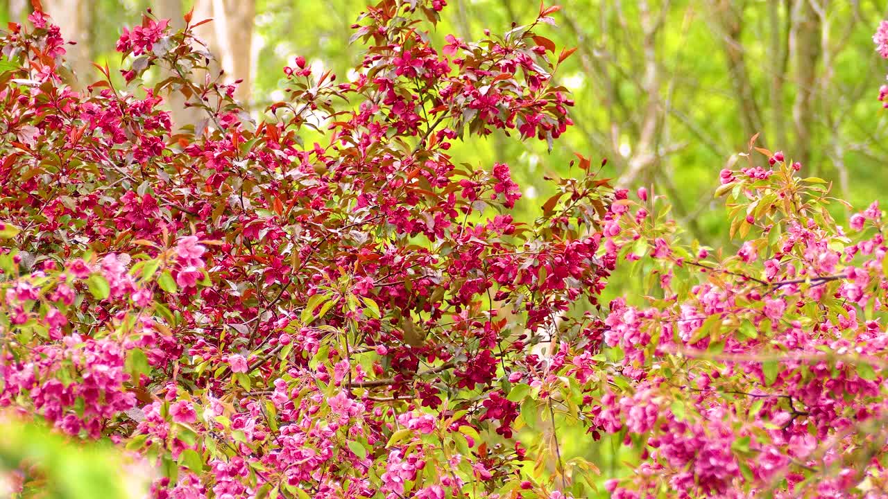 Warbling Vireo feeding on red crabapple flowers, surrounded by lush greenery in Ottawa, Ontario, Canada.