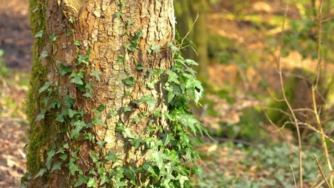 Giftefeu-Wächst-Um-Einen-Großen-Baum