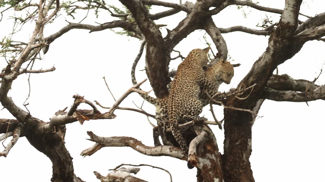 Two leopard cubs playing and jumping around in a tree, Mashatu Game Reserve.
