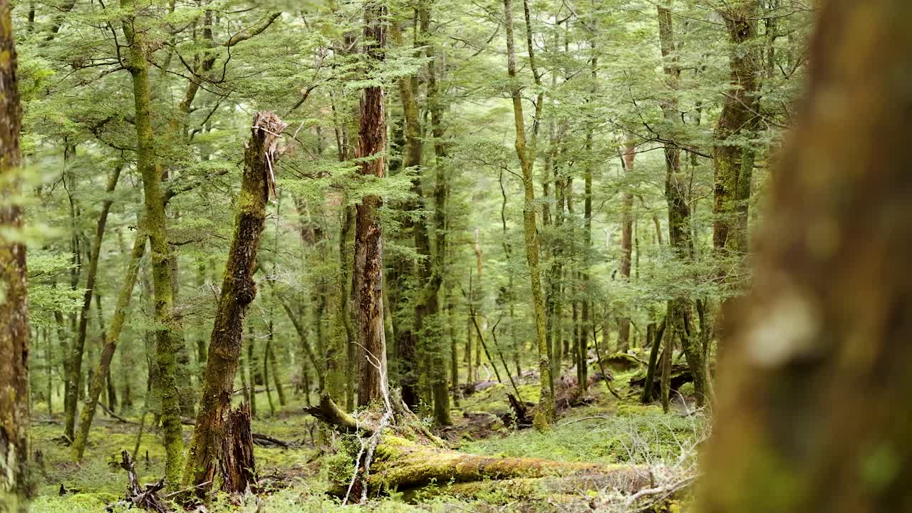 Lush forest with towering trees and soft lighting, capturing the tranquil beauty of New Zealand's natural landscape