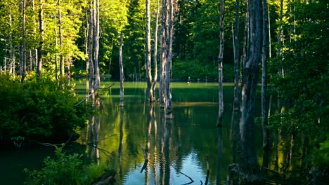 a tranquil forest scene with tall trees reflected in a serene lake