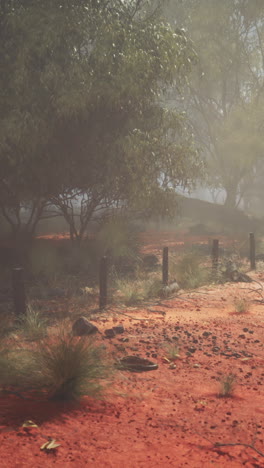 misty morning in the australian outback