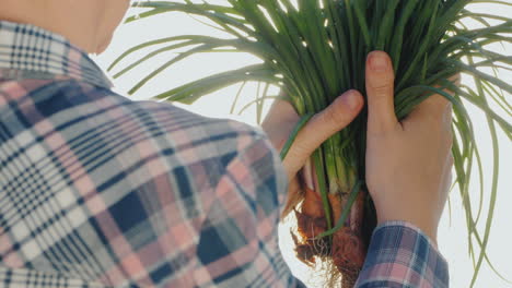 farmer's hands with fresh onion bulbs in the sun fresh products from a small farm