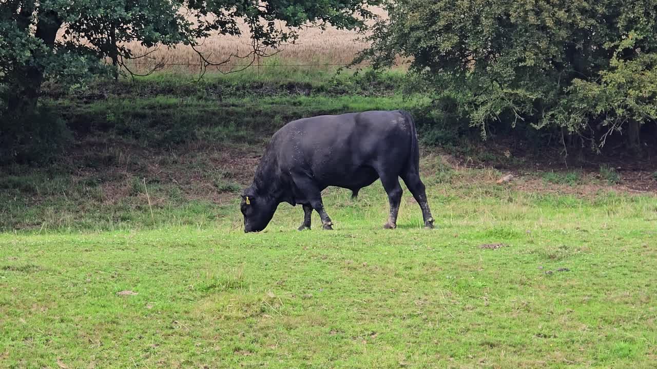 Banteng hitam di padang rumput: Seekor sapi perkasa merumput dengan damai di padang rumput hijau
