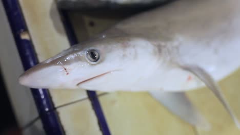 closeup portrait of a dead small shark sold in a southeast asia traditional fish market