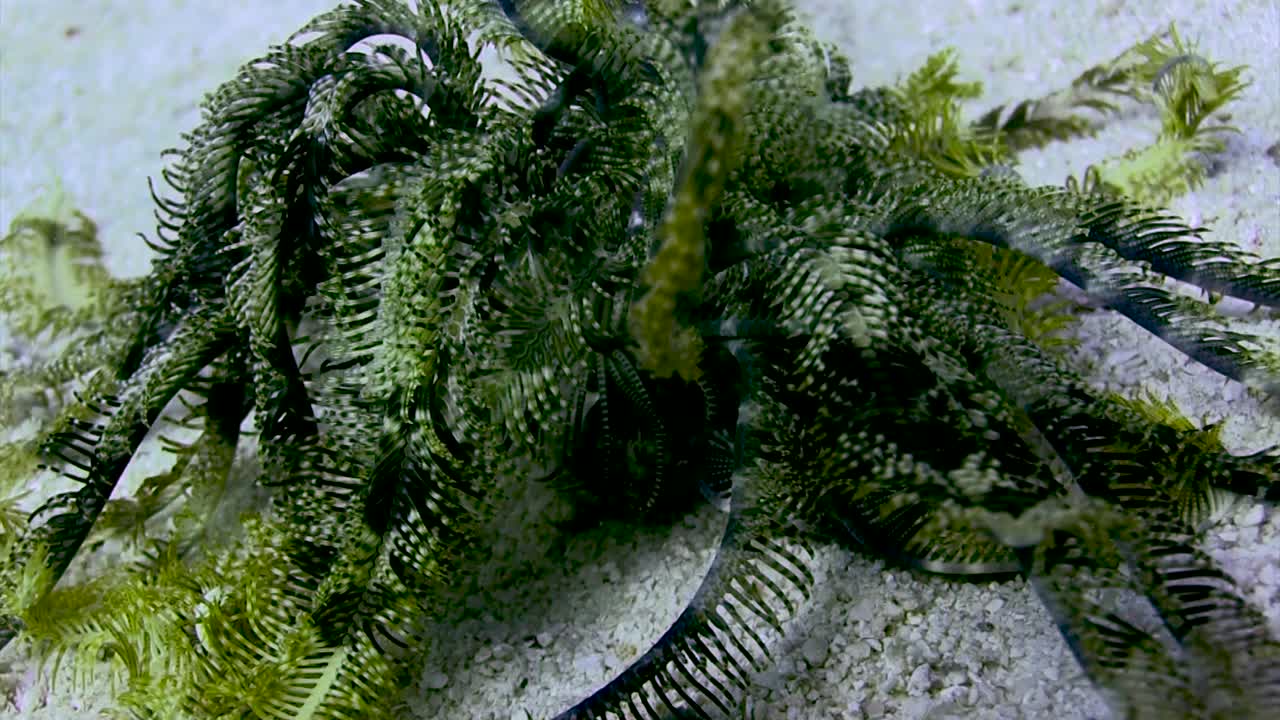 звезда пера, идущая днем-2