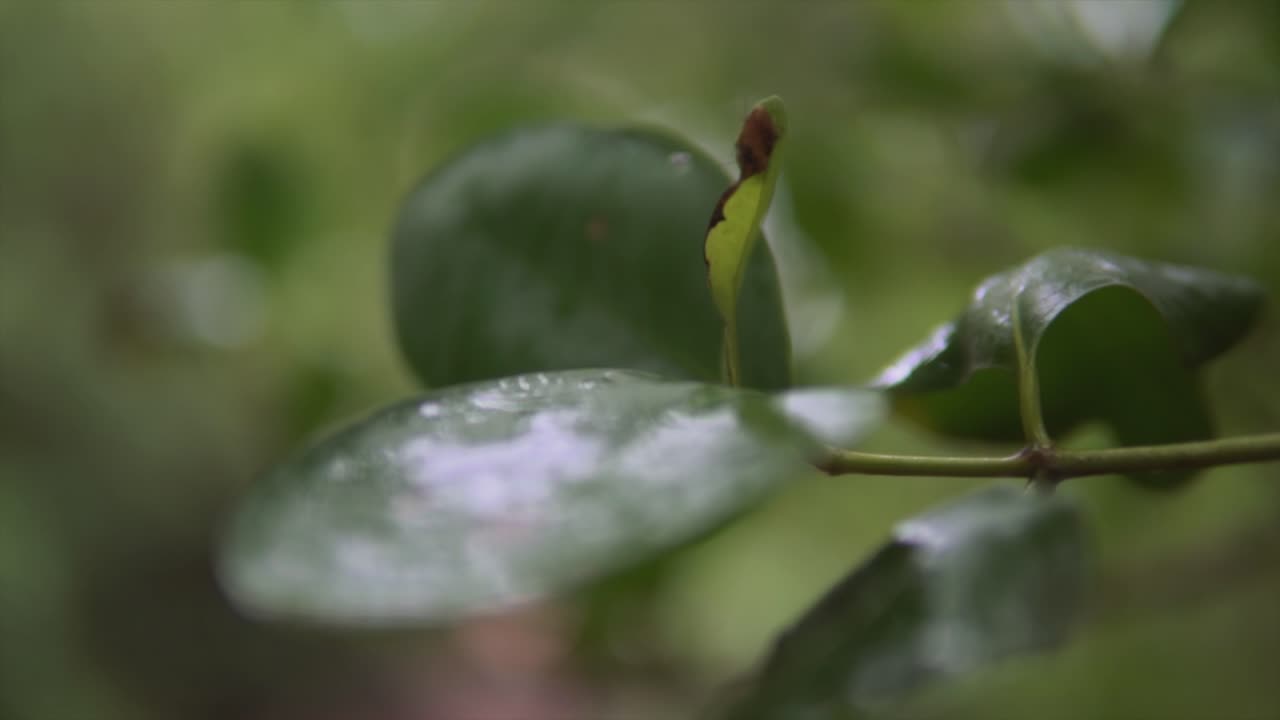 Una carrellata all'indietro in primo piano per rivelare la pioggia raccolta dalle foglie di un albero da un recente acquazzone in una foresta.