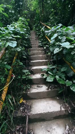 concrete stairs in a lush forest