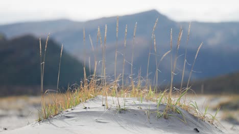 Dry-ears-of-grass-sway-lightly-in-the-soft-breeze-on-the-sandy-beach