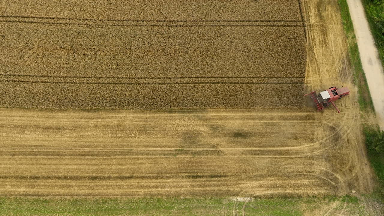 큰 밀의 가장자리를 따라 일하는 빨간색 수확기, 직선 수확 라인을 만드는 공중 사진