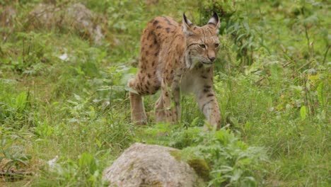 el lince eurasiático (lince lince) en el bosque.