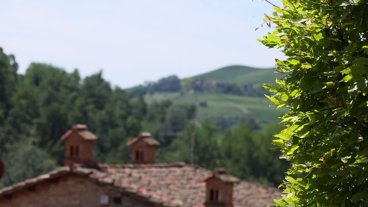 Tetto coperto di viti con vista panoramica sulla collina