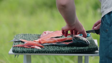 skilled fisherman expertly processes fresh caught salmon on shoreline with sharp fillet knife