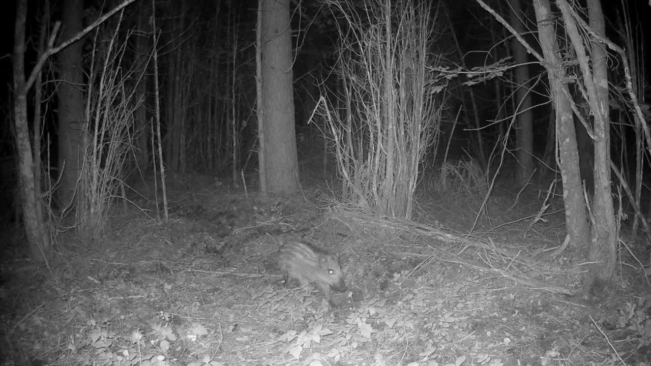 Cuccioli di cinghiale (Sus scrofa) in cerca di cibo nella foresta. Saaremaa, Estonia