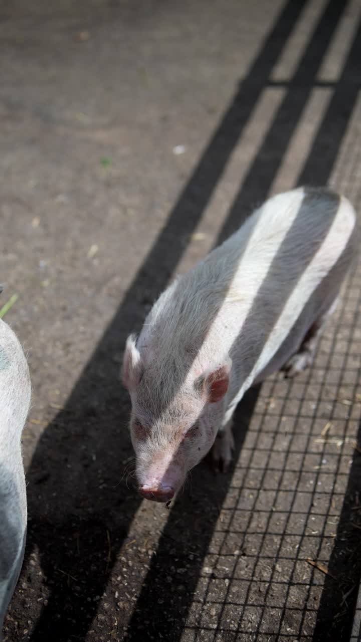 두 마리의 돼지 새끼