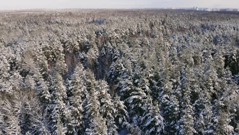 Luftbild-Eines-Winterwaldes.-Beim-Flug-über-Die-Verschneiten-Wälder-Geht-Die-Sonne-Orange-über-Den-Weißen-Bäumen-Unter.-Frostiger-Morgen.-Winterlandschaft