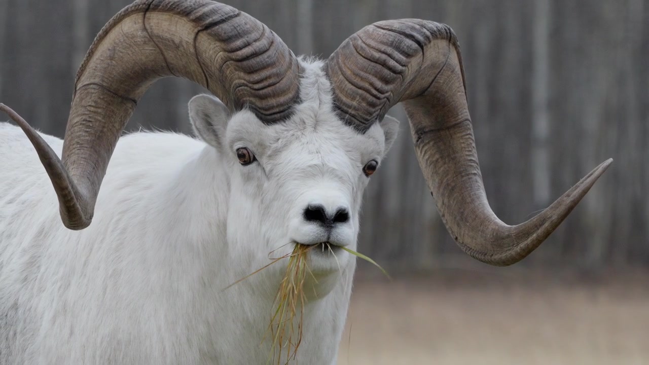 Ovis dalli, Male Dall Sheep With Huge Curled Horn Feeding Grass In Yukon, Canada. Close-up Shot