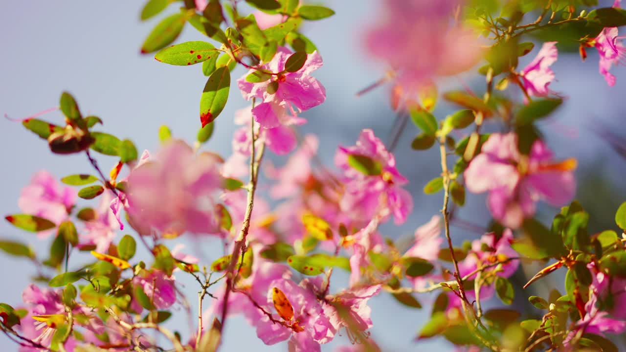 Soft pink blossoms bloom on branches against blue sky. Leaves catch sunlight gently. Flowers sway lightly in breeze. Ideal for springtime, nature, or romantic themes. }