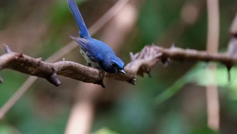 perched on this vine resting and then flies away to its back to return with a worm in its mouth and swallows it, hainan blue flycatcher cyornis hainanus, thailand