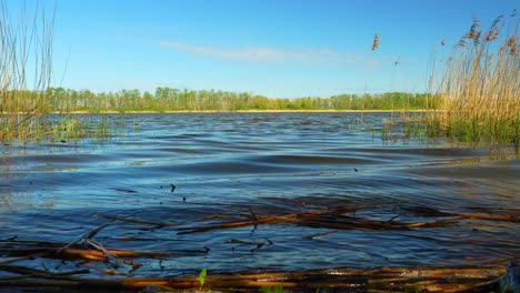 reeds floating in the water on a sunny spring day with cumulus clouds