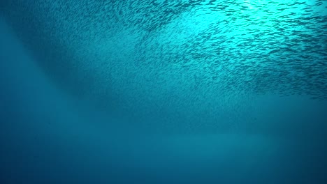 banco de peces de cerca en el azul debajo de la superficie del océano con el sol en el fondo brillando a través de la superficie del agua