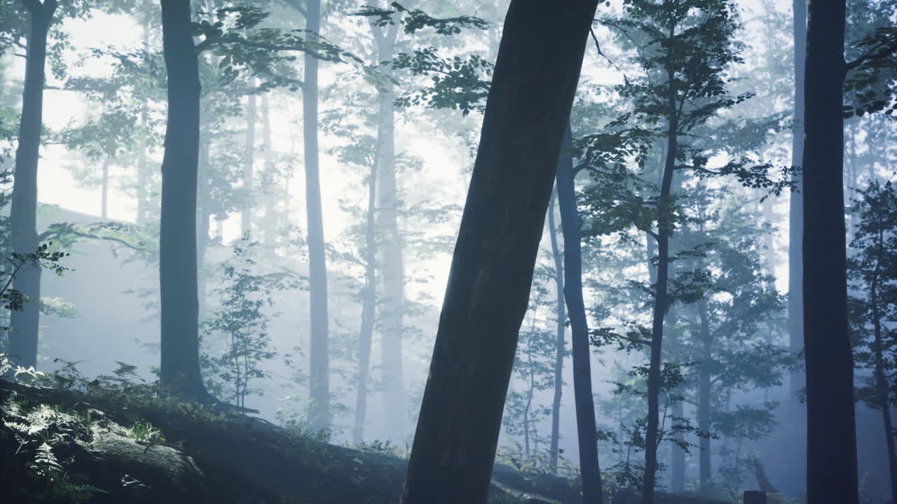 Misty forest landscape during early morning light in a serene atmosphere