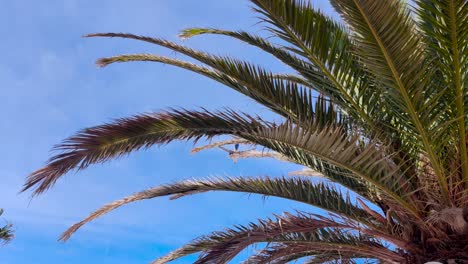 Commercial-airplane-flies-over-palm-trees-and-the-rooftops-in-Fuerteventura,-Canary-Islands,-Spain