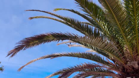 avión comercial vuela sobre las palmeras y los tejados en fuerteventura, islas canarias, españa