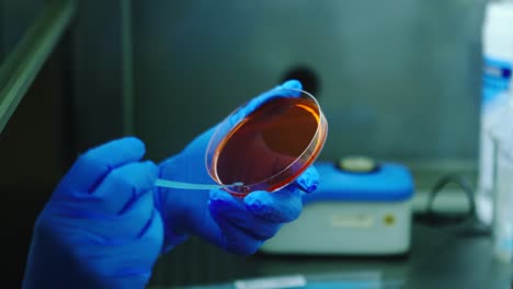 blue gloved hands interact with cultured sample in bright biotech laboratory