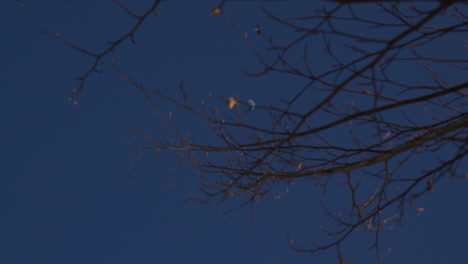 bare tree branches against a twilight sky with a blue hue and a visible moon in the bavarian alps, germany - close up