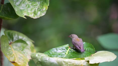 Cabai-Bunga-Api-Pájaro-O-Pájaro-Carpintero-De-Vientre-Naranja-Bañándose-En-La-Hoja