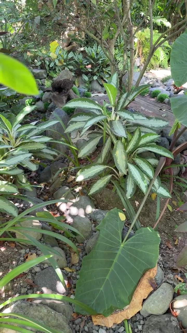Taman Tropis Rimbun dengan Batu Hias dan Dedaunan